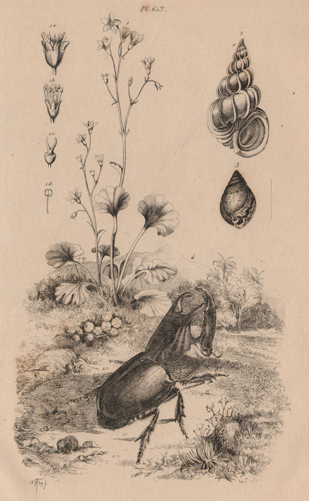 Saxifraga. Epitonium clathrum (Wentletrap). Helix pomatia. rhino beetle 1834